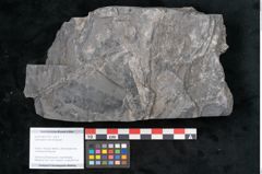 Foto (Objekt + Etikett) von Odontopteris minor Brongniart (NHMW-GEO-2024-0188-10718)